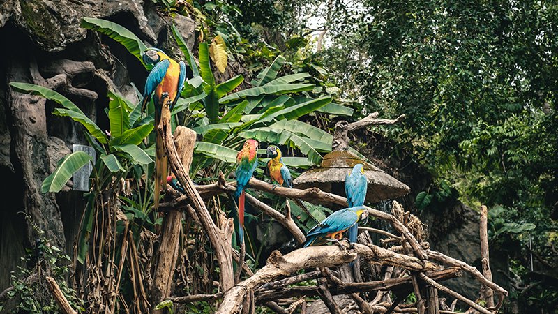 manu peru suyos adventure