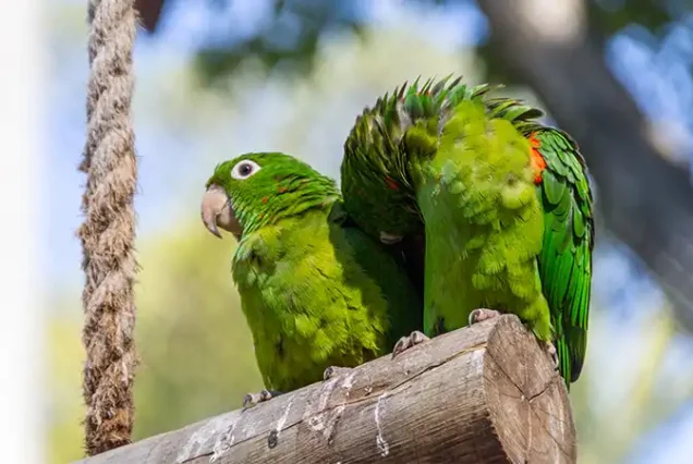 Manu National Park Tour 5 Days: The Amazon Biodiversity Adventure